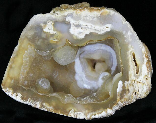 Agatized Fossil Coral Geode - Florida #22428